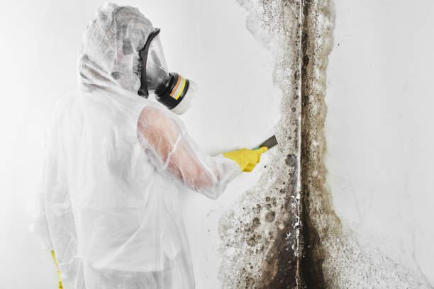 Best Residential Mold Remediation in Gardnerville Ranchos, NV