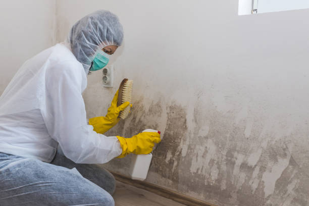 Best Mold Testing and Inspection Services in Gardnerville Ranchos, NV