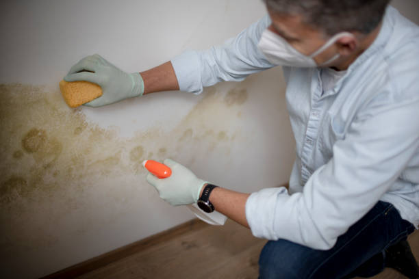 Best Kitchen Mold Remediation in Gardnerville Ranchos, NV