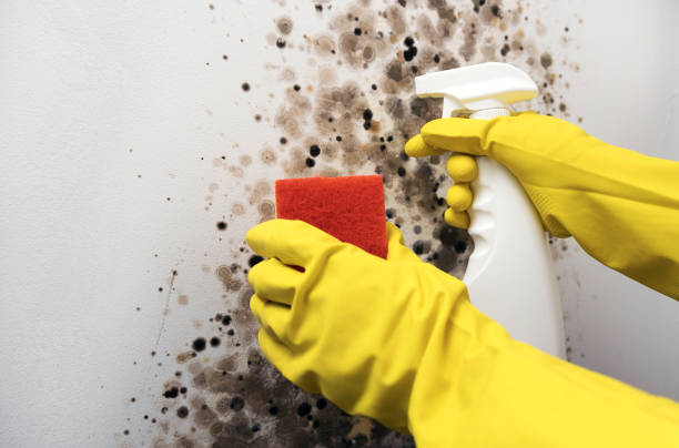 Best Commercial Mold Remediation in Gardnerville Ranchos, NV