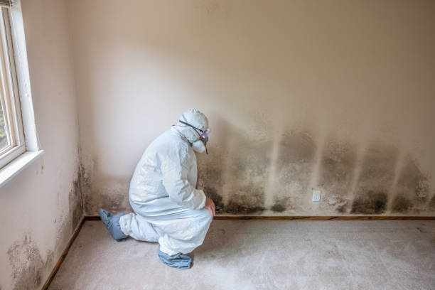 Best Basement Mold Remediation in Gardnerville Ranchos, NV