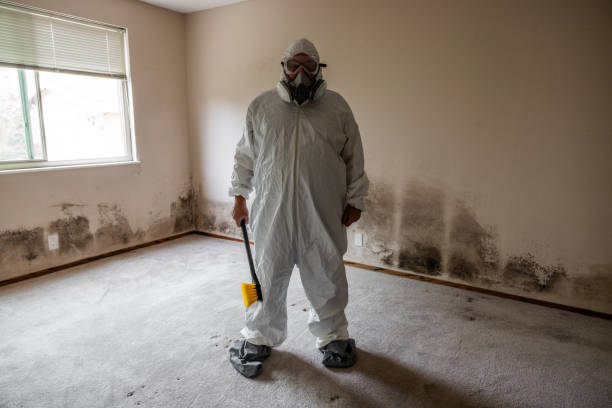 Best Localized Mold Remediation (e.g., coastal areas, humid climates) in Gardnerville Ranchos, NV